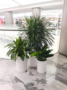 奉化植物租摆价格大公开，性价比高低一目了然